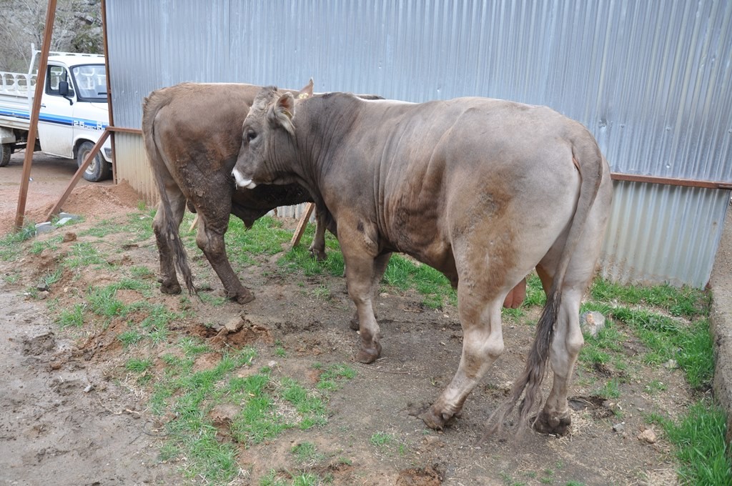 Gümüşhane’de 20 Yetiştiriciye Damızlık Boğa Dağıtıldı 4