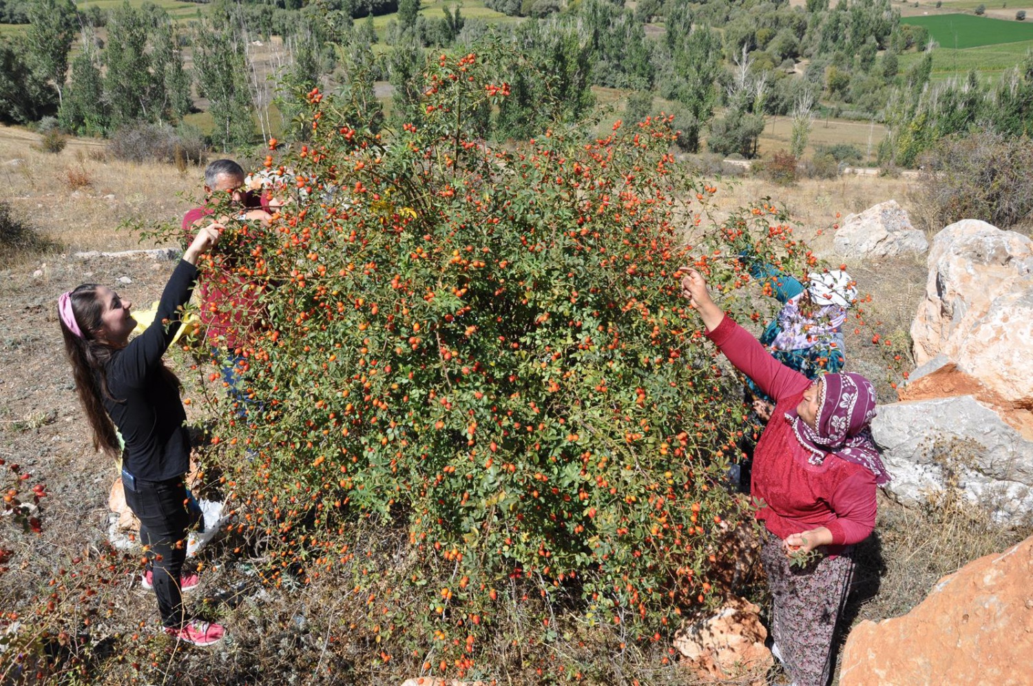 Dağlardan gelen şifa kaynağı: Kuşburnu 22
