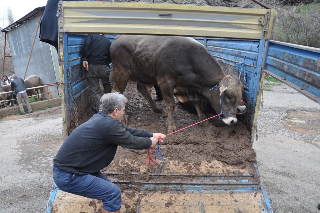 Gümüşhane’de 20 Yetiştiriciye Damızlık Boğa Dağıtıldı 5
