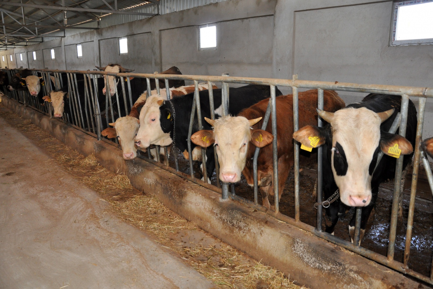 Gümüşhane’de büyükbaş hayvan sayısı son 20 yılın zirvesinde 1