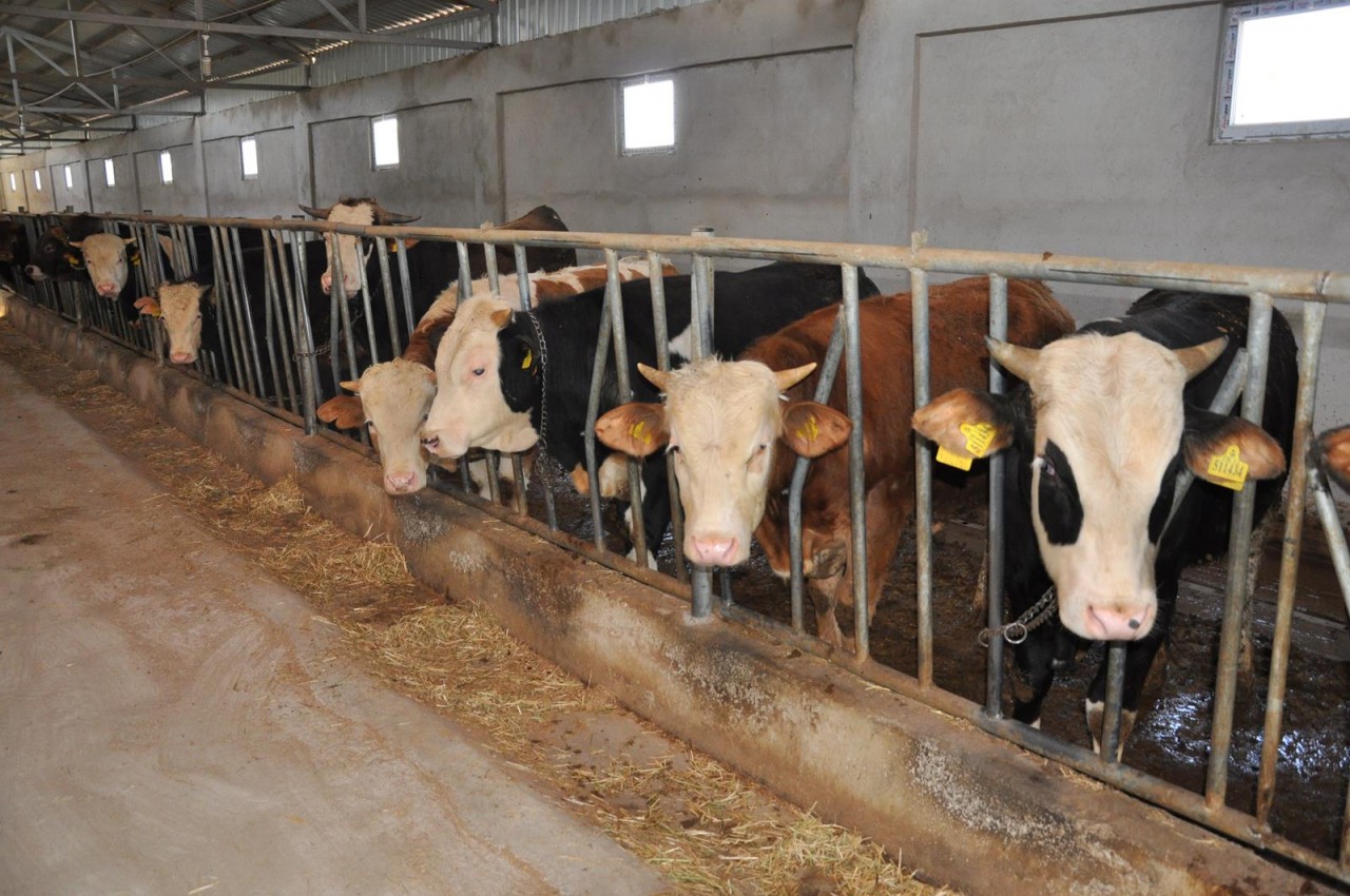 Kelkit’te damızlık sığır işletmesi açıldı 5