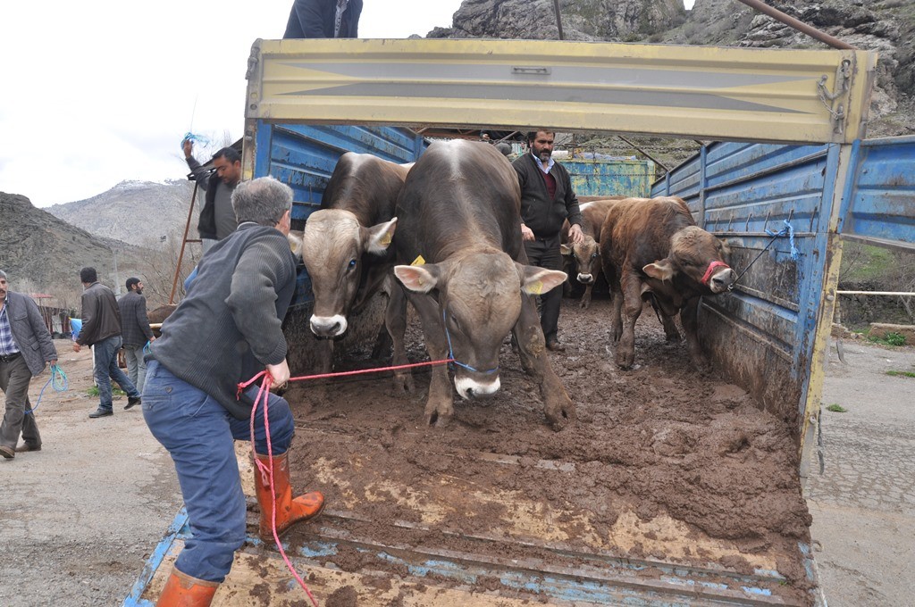 Gümüşhane’de 20 Yetiştiriciye Damızlık Boğa Dağıtıldı 6