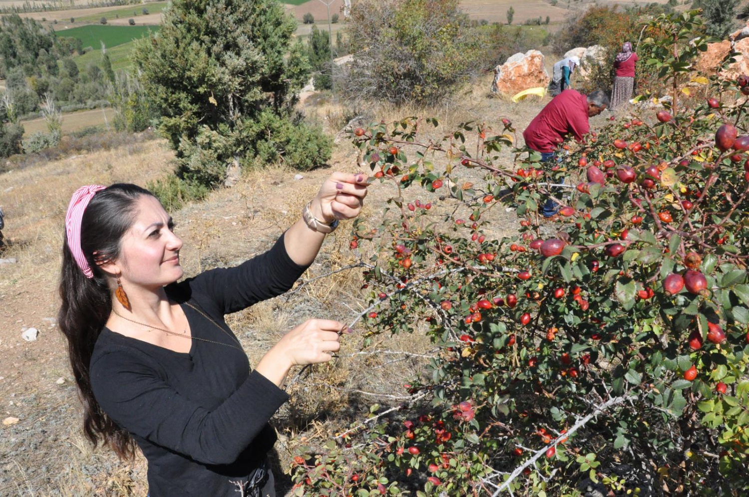 Dağlardan gelen şifa kaynağı: Kuşburnu 12