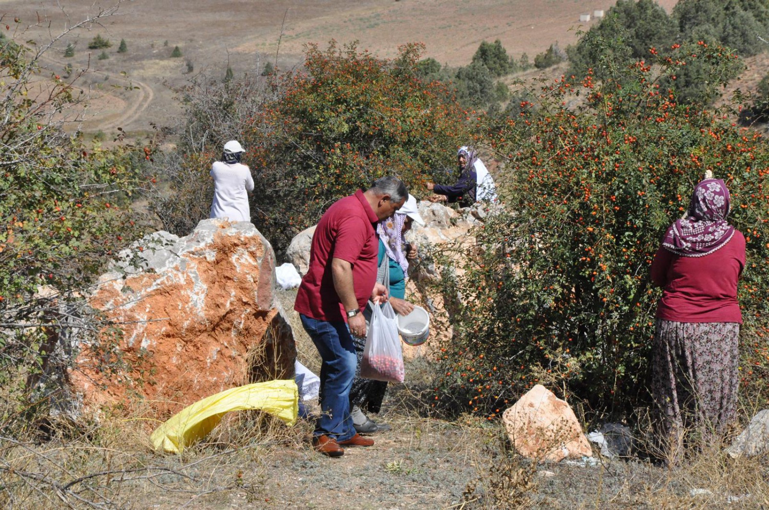 Dağlardan gelen şifa kaynağı: Kuşburnu 14