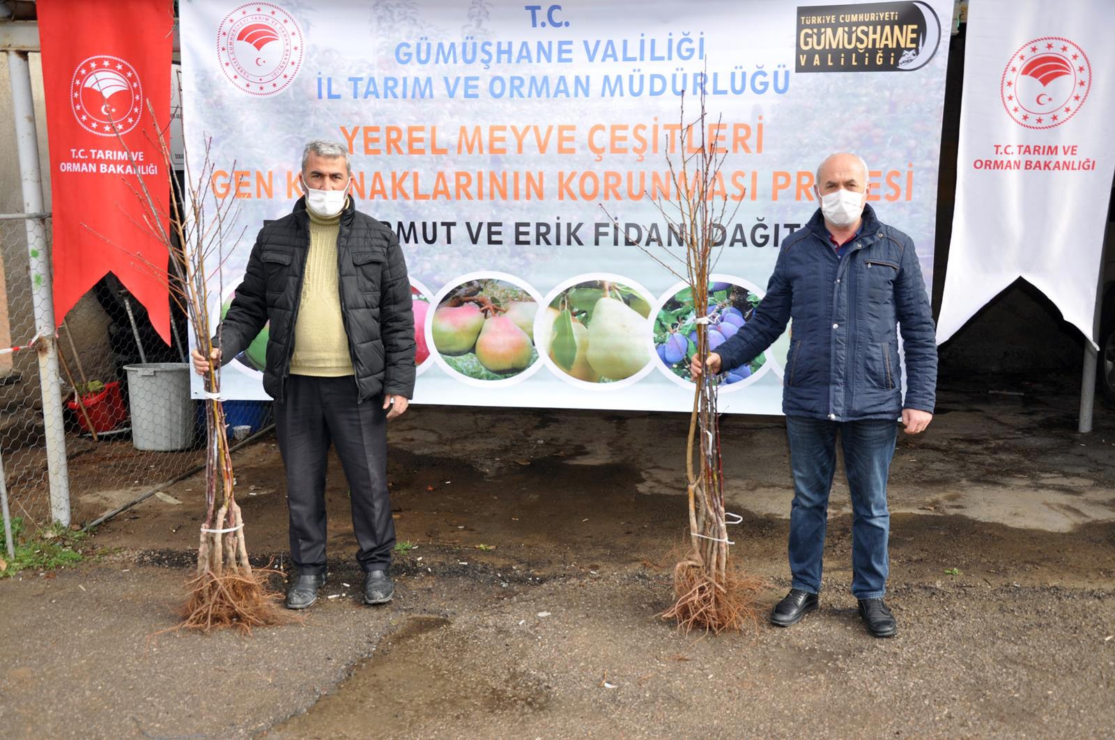 Gümüşhane’de üreticilere 4 bin adet yerli meyve fidanı dağıtıldı 1