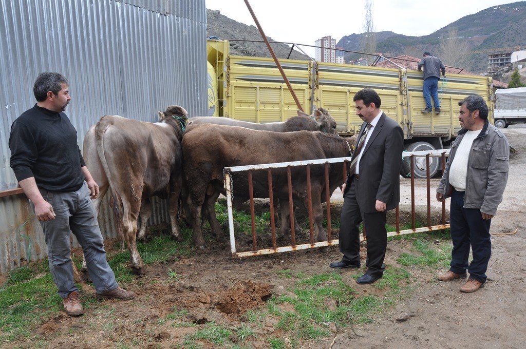 Gümüşhane’de 20 Yetiştiriciye Damızlık Boğa Dağıtıldı 7
