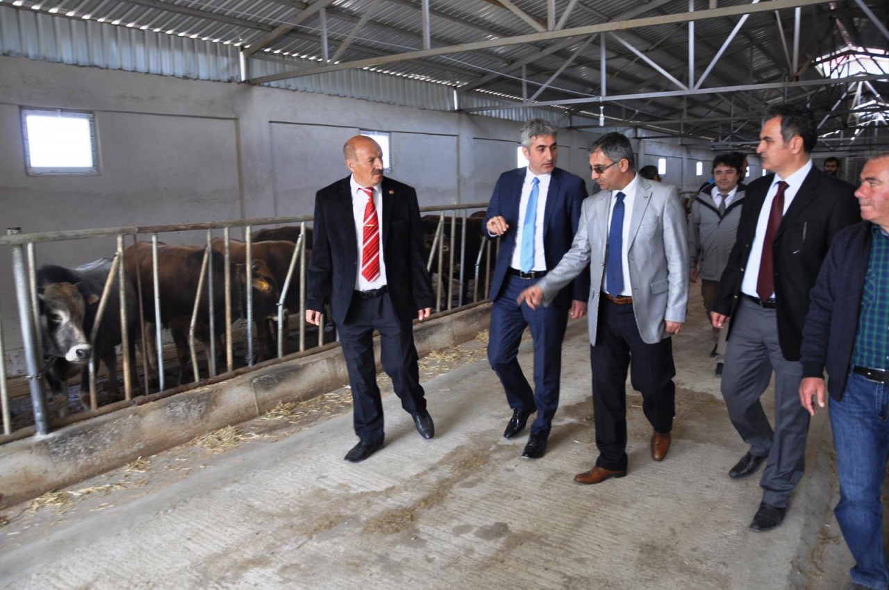 Kelkit’te damızlık sığır işletmesi açıldı 7