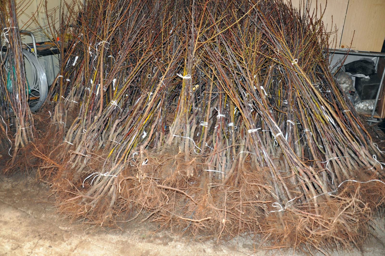 Gümüşhane’de üreticilere 4 bin adet yerli meyve fidanı dağıtıldı 15