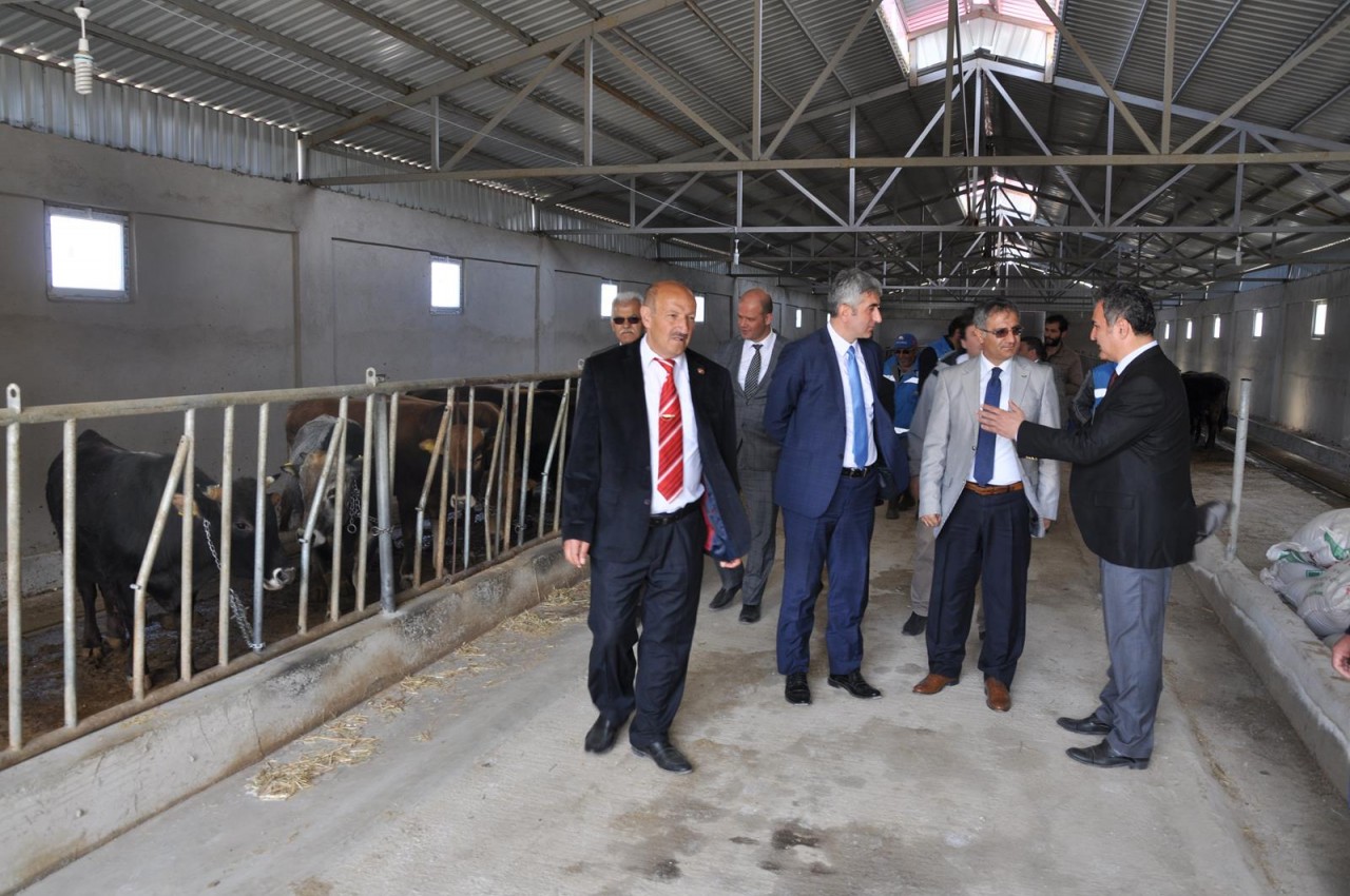 Kelkit’te damızlık sığır işletmesi açıldı 8