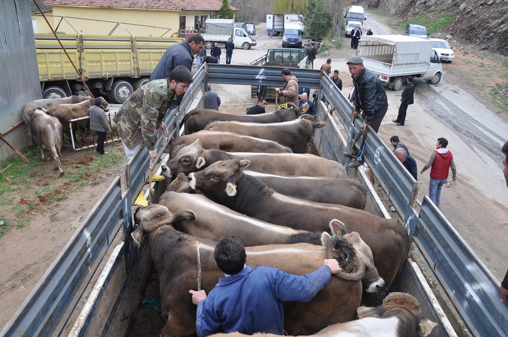 Gümüşhane’de 20 Yetiştiriciye Damızlık Boğa Dağıtıldı 8