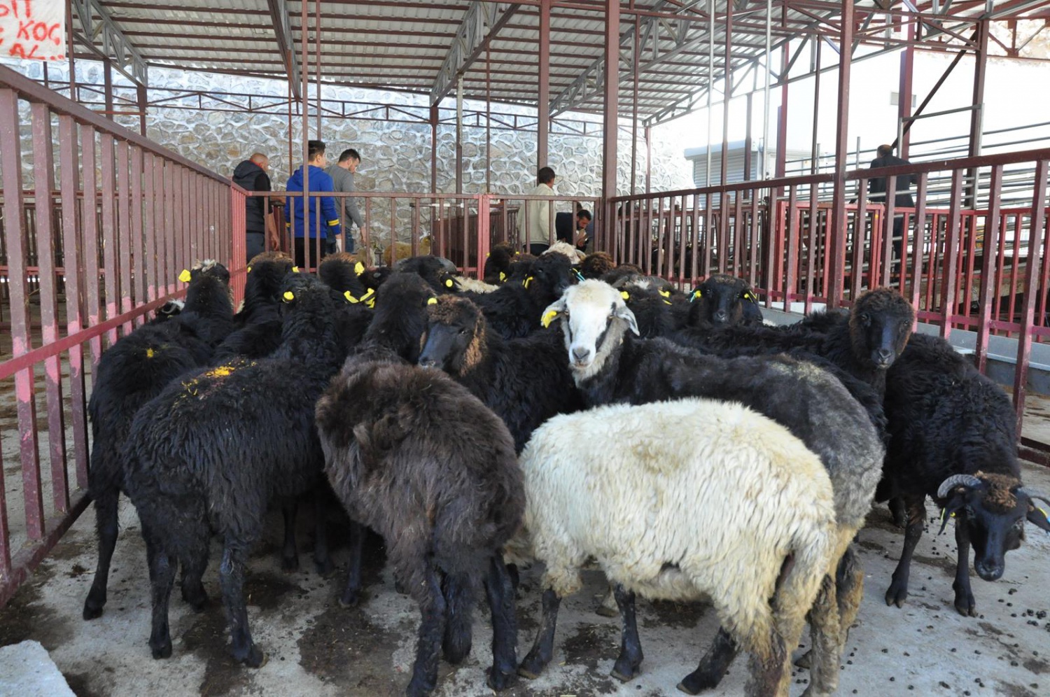 Gümüşhane’de genç çiftçilere küçükbaş hayvanları dağıtıldı 1