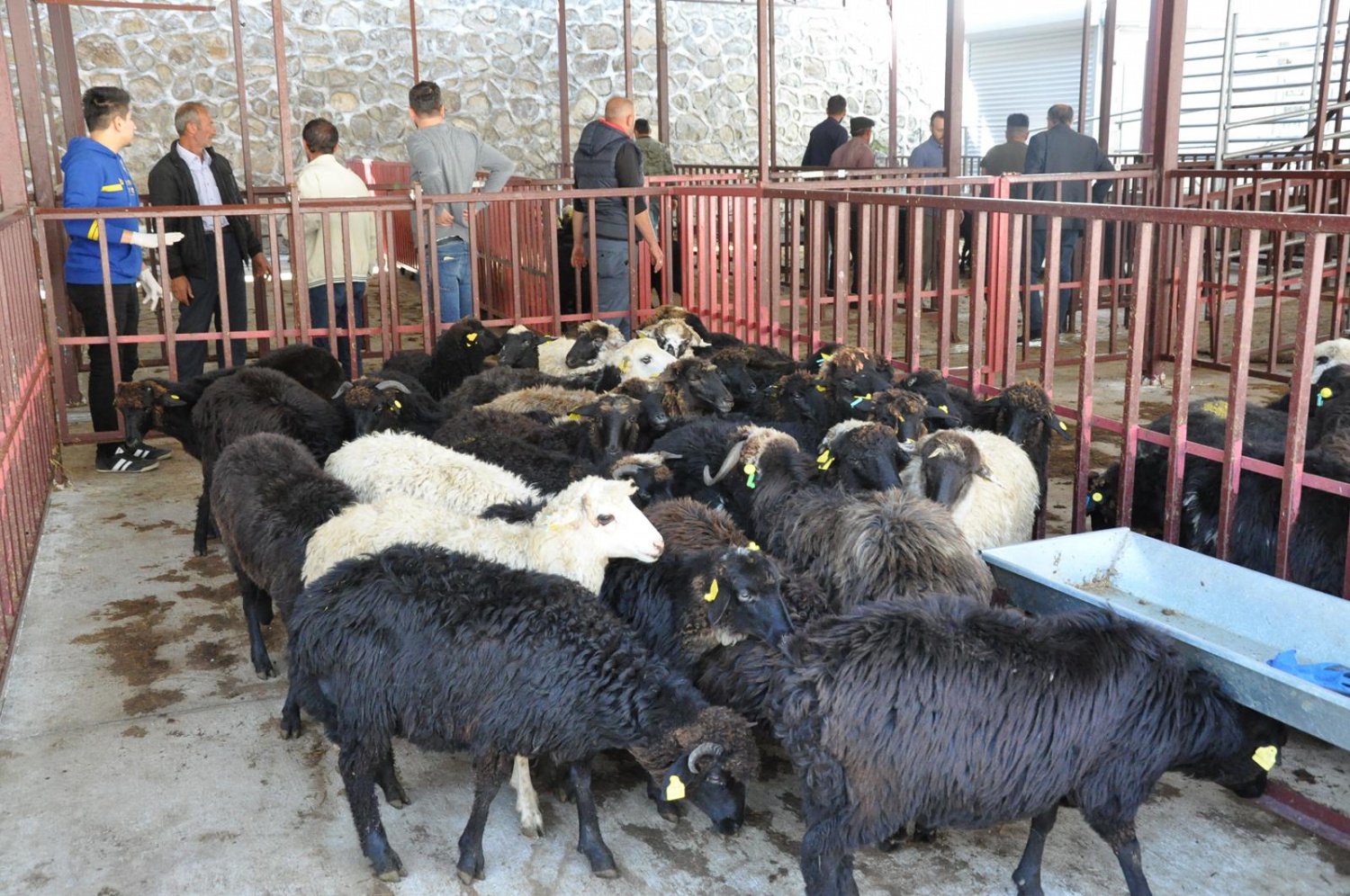 Gümüşhane’de genç çiftçilere küçükbaş hayvanları dağıtıldı 4