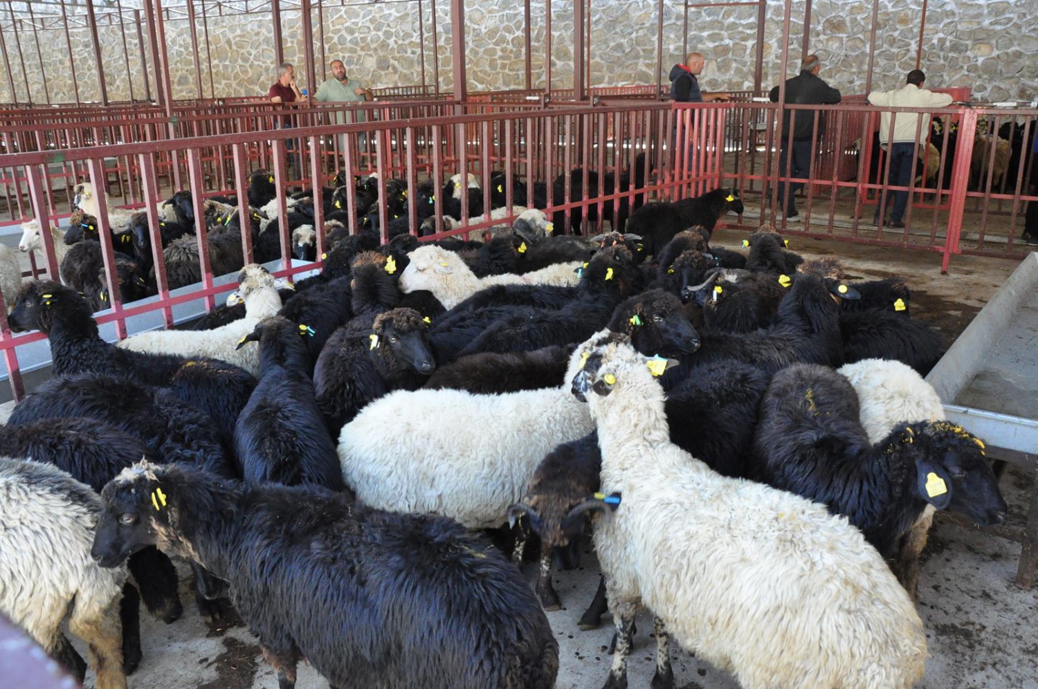 Gümüşhane’de genç çiftçilere küçükbaş hayvanları dağıtıldı 7