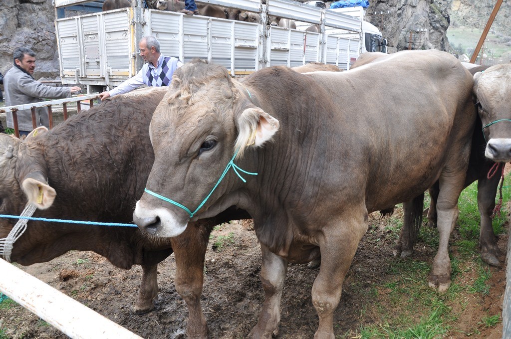 Gümüşhane’de 20 Yetiştiriciye Damızlık Boğa Dağıtıldı 9