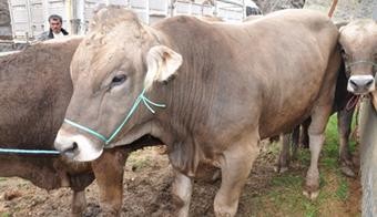 Gümüşhane’de 20 Yetiştiriciye Damızlık Boğa Dağıtıldı 10