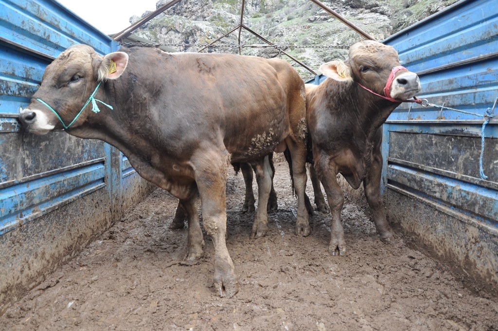 Gümüşhane’de 20 Yetiştiriciye Damızlık Boğa Dağıtıldı 11