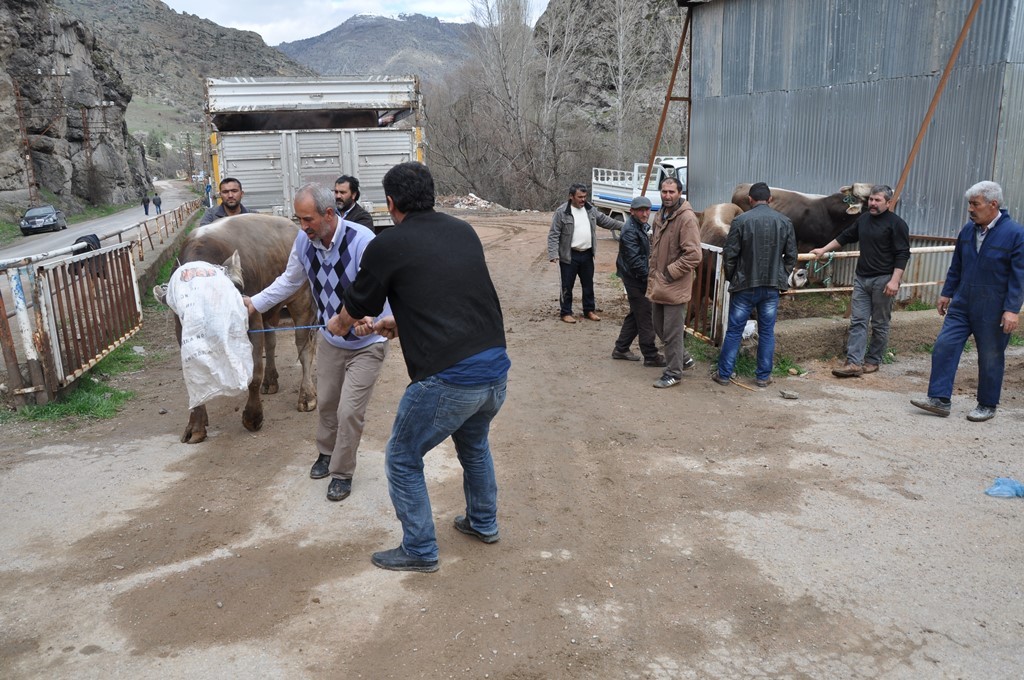 Gümüşhane’de 20 Yetiştiriciye Damızlık Boğa Dağıtıldı 12
