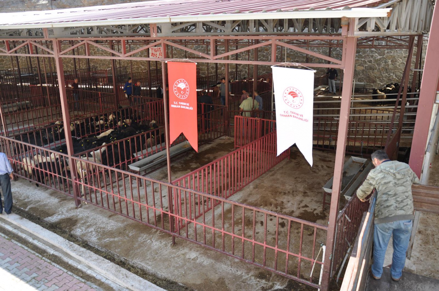 Gümüşhane’de genç çiftçilere küçükbaş hayvanları dağıtıldı 8