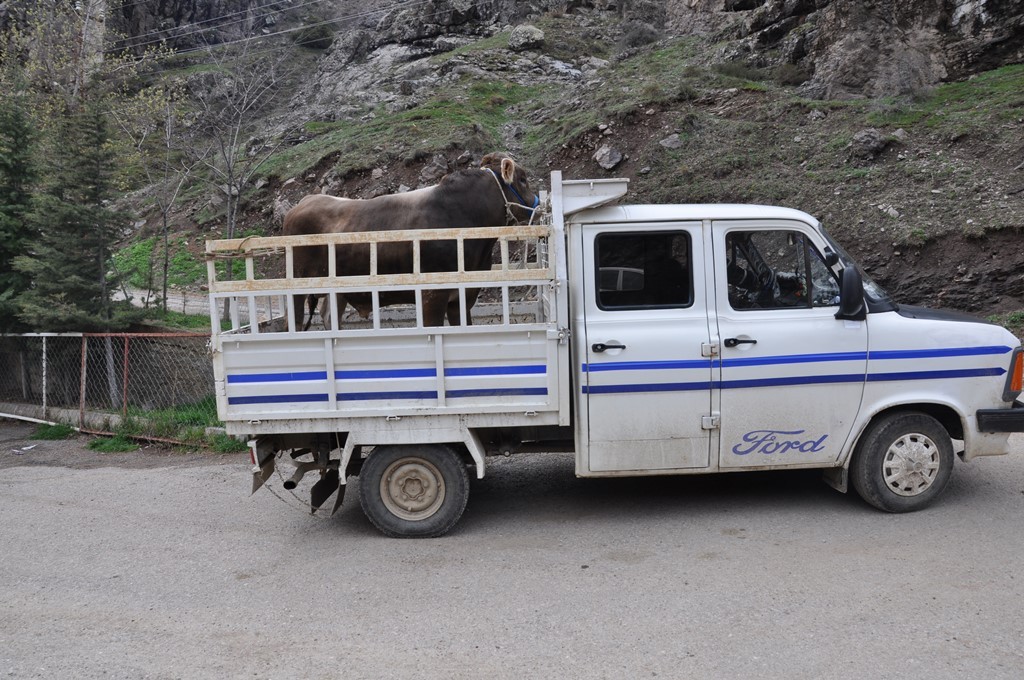 Gümüşhane’de 20 Yetiştiriciye Damızlık Boğa Dağıtıldı 13