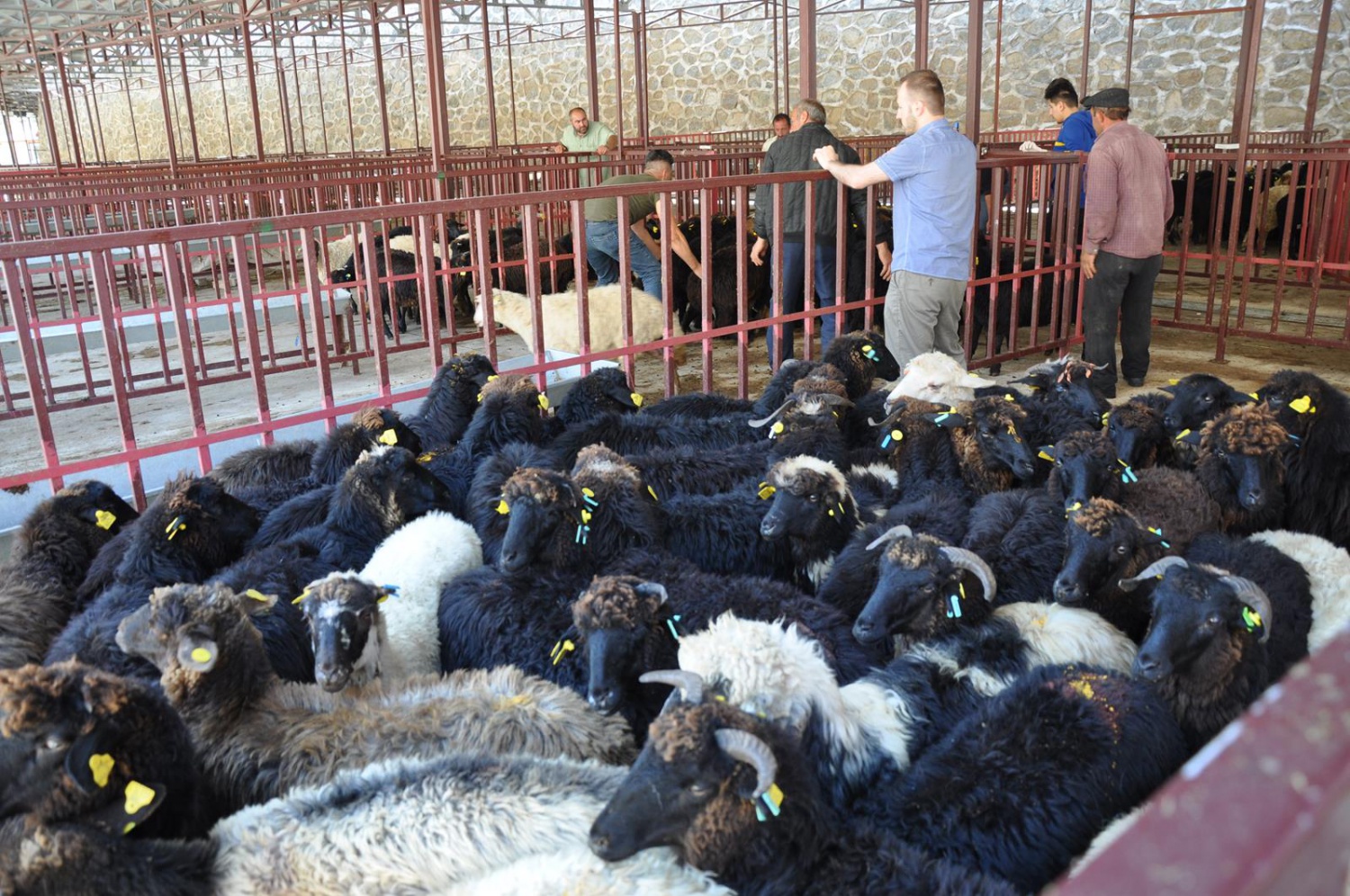 Gümüşhane’de genç çiftçilere küçükbaş hayvanları dağıtıldı 6