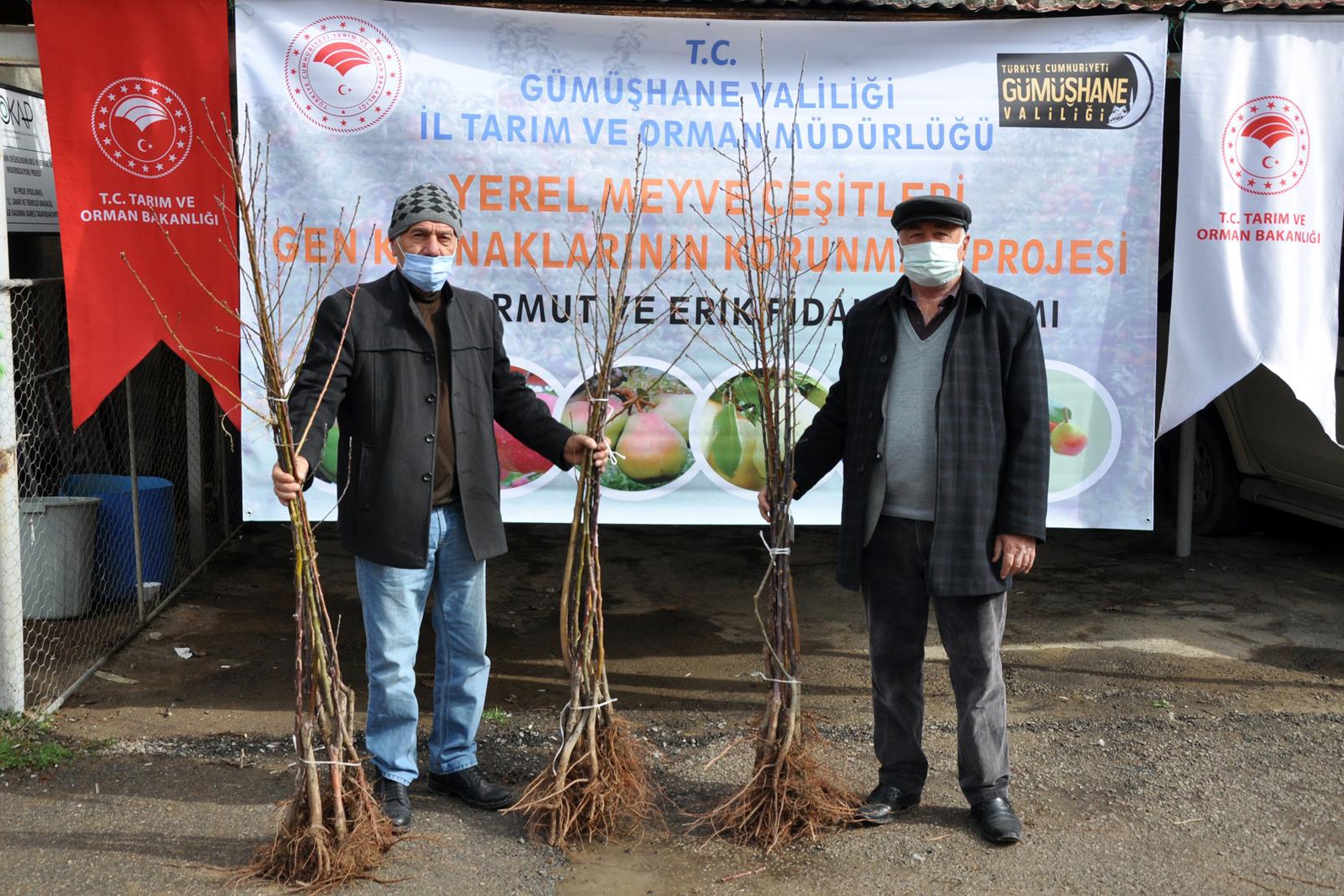 Gümüşhane’de üreticilere 4 bin adet yerli meyve fidanı dağıtıldı 6