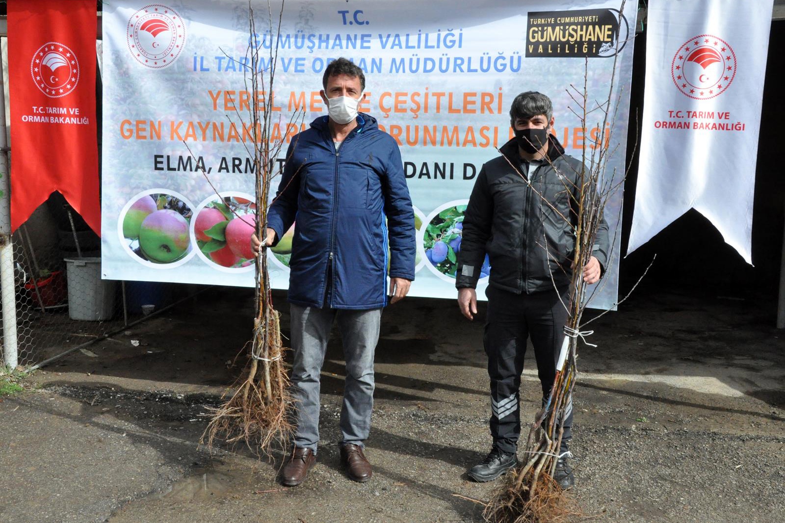 Gümüşhane’de üreticilere 4 bin adet yerli meyve fidanı dağıtıldı 12