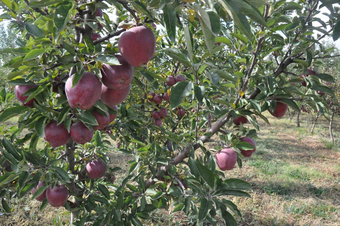 Gümüşhane’de Elma Hasadı Başladı 30