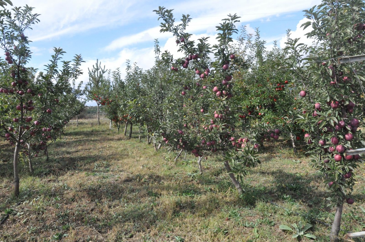 Gümüşhane’de Elma Hasadı Başladı 3