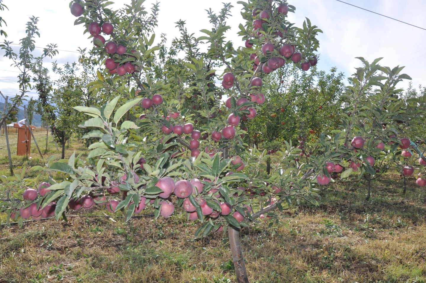 Gümüşhane’de Elma Hasadı Başladı 1