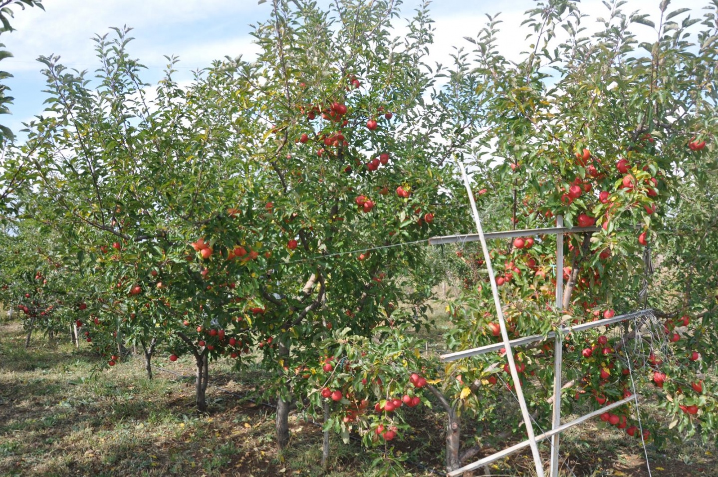 Gümüşhane’de Elma Hasadı Başladı 2