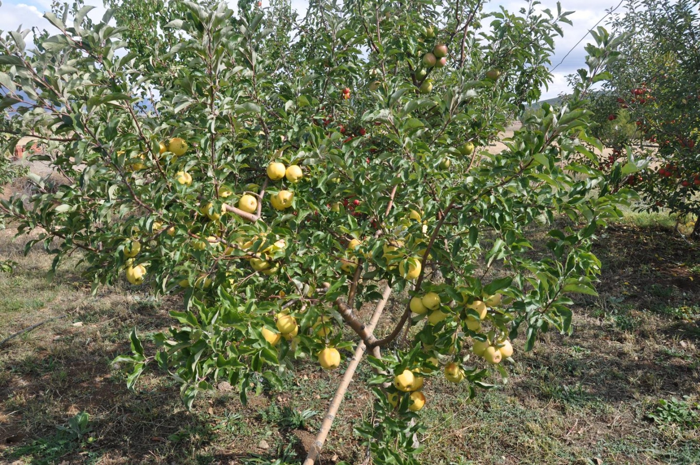 Gümüşhane’de Elma Hasadı Başladı 4