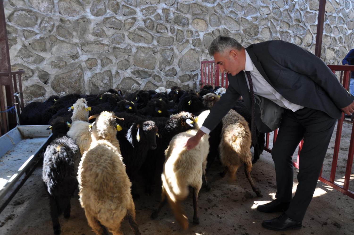 Gümüşhane’de genç çiftçilere küçükbaş hayvanları dağıtıldı 3