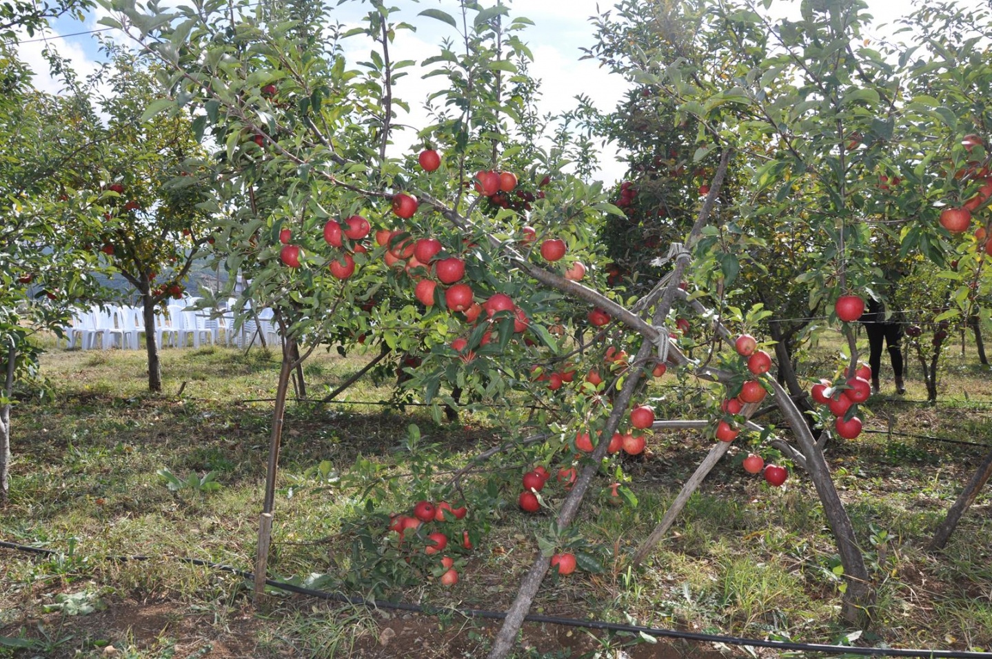 Gümüşhane’de Elma Hasadı Başladı 6