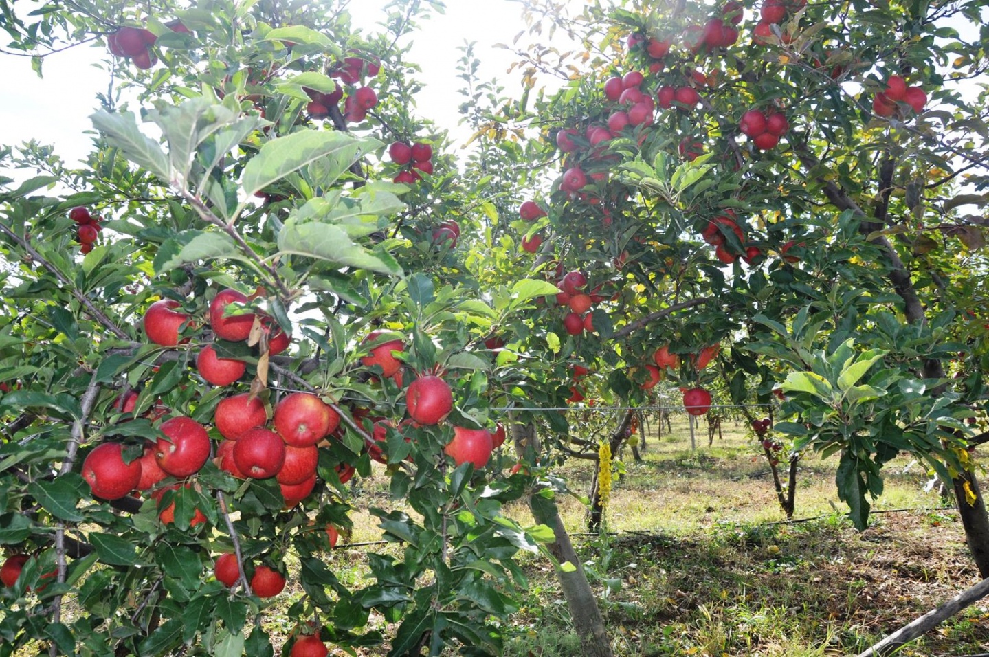 Gümüşhane’de Elma Hasadı Başladı 5