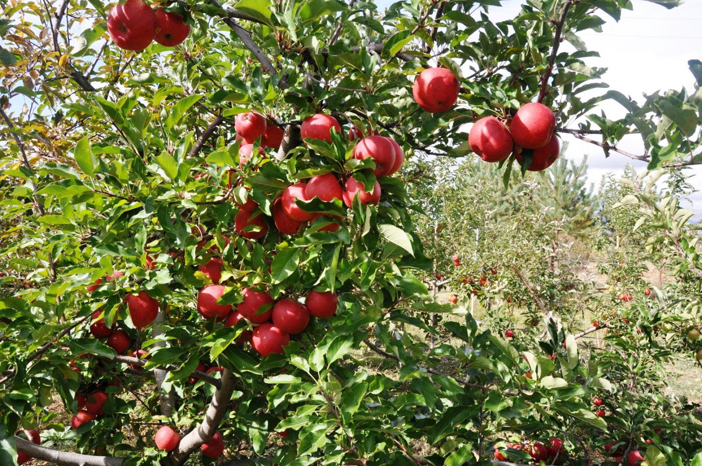 Gümüşhane’de Elma Hasadı Başladı 11