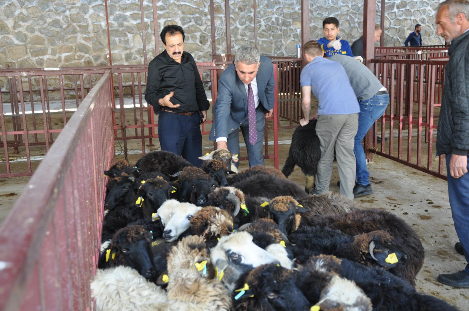Gümüşhane’de genç çiftçilere küçükbaş hayvanları dağıtıldı 10