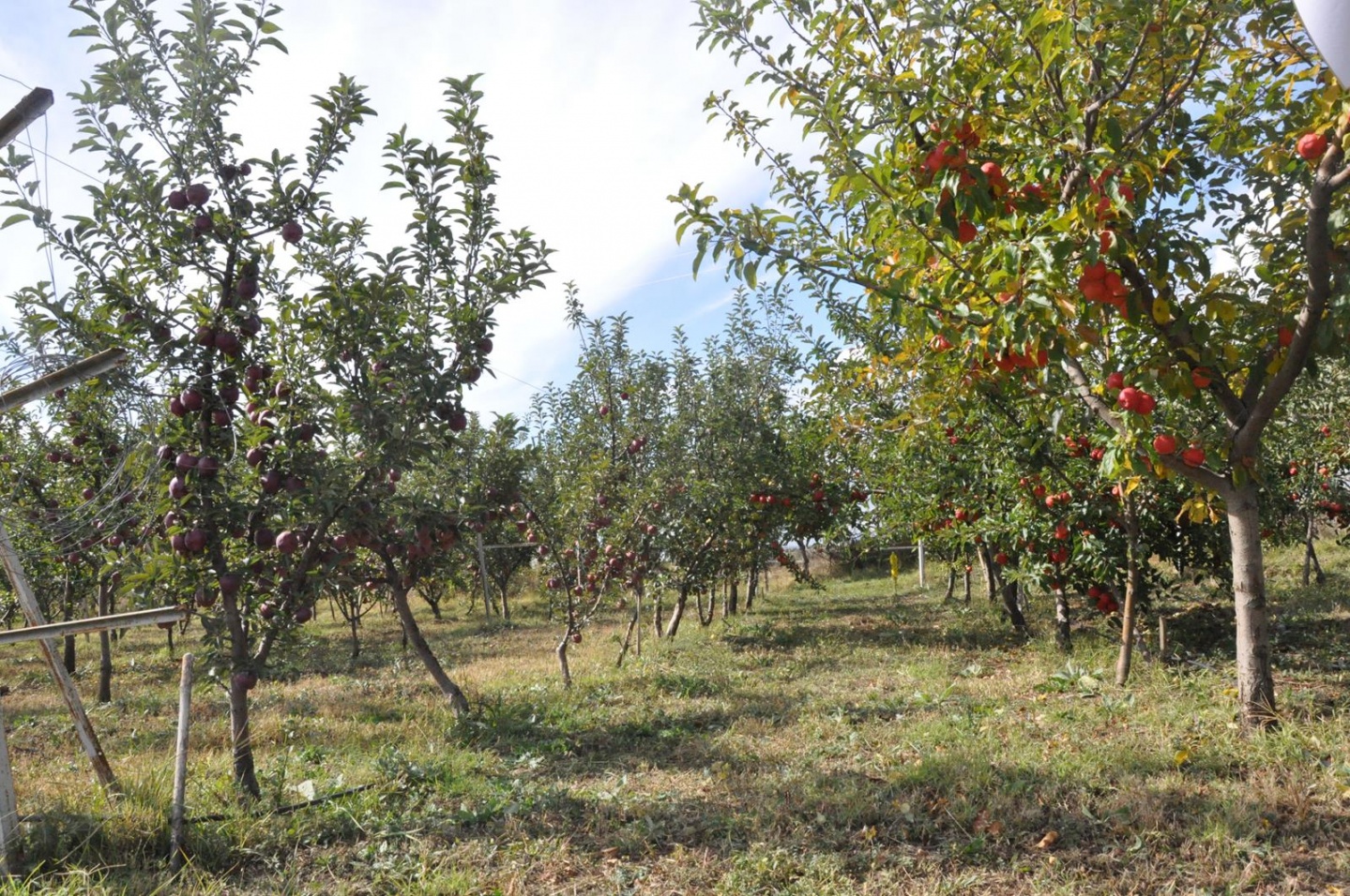 Gümüşhane’de Elma Hasadı Başladı 16