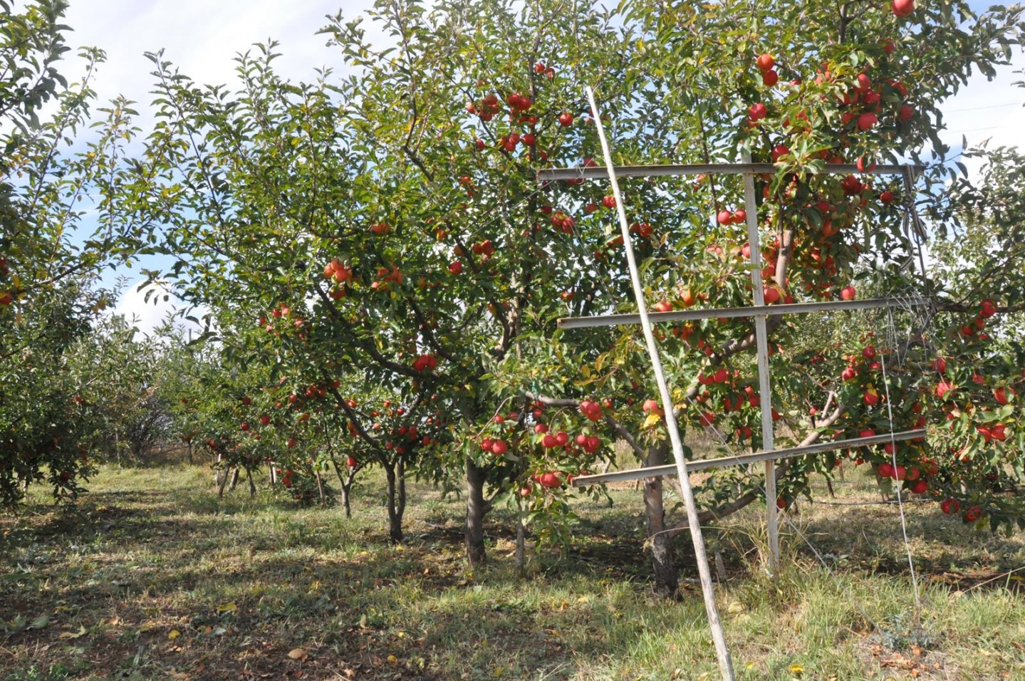 Gümüşhane’de Elma Hasadı Başladı 8