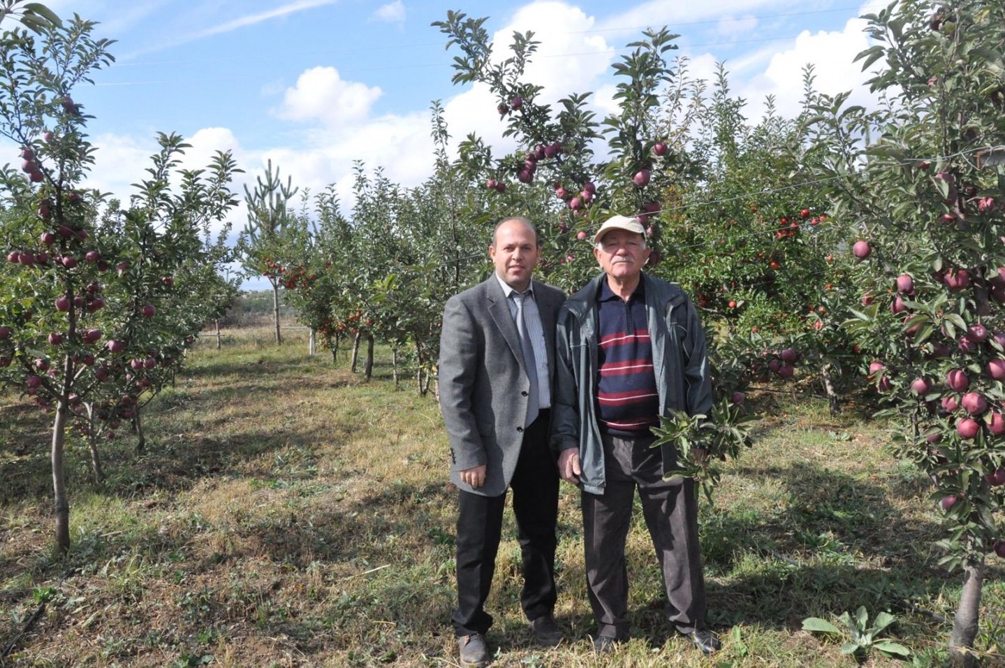 Gümüşhane’de Elma Hasadı Başladı 10