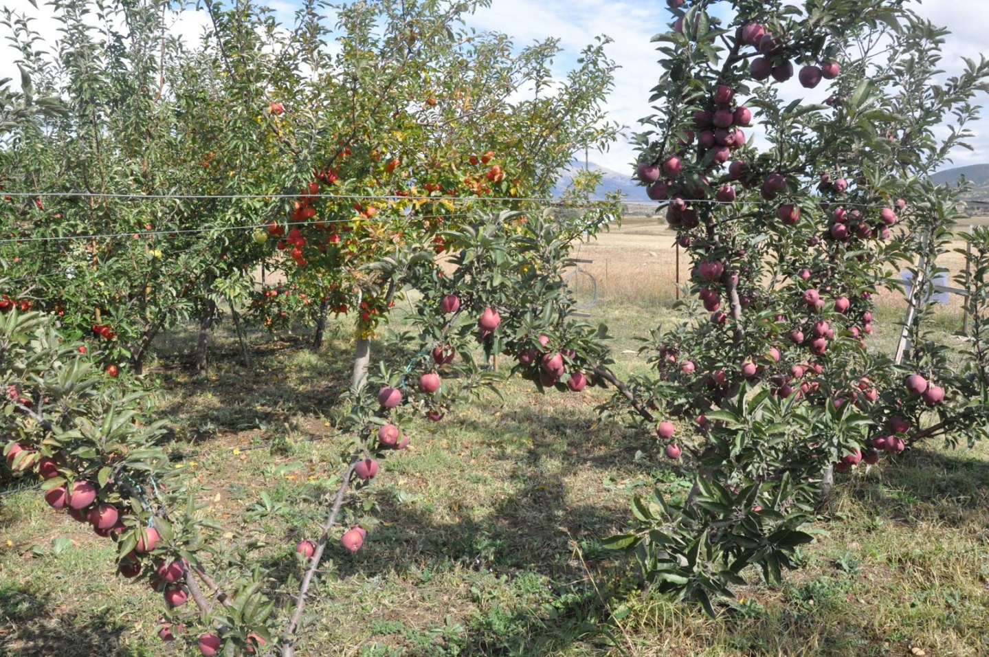 Gümüşhane’de Elma Hasadı Başladı 23