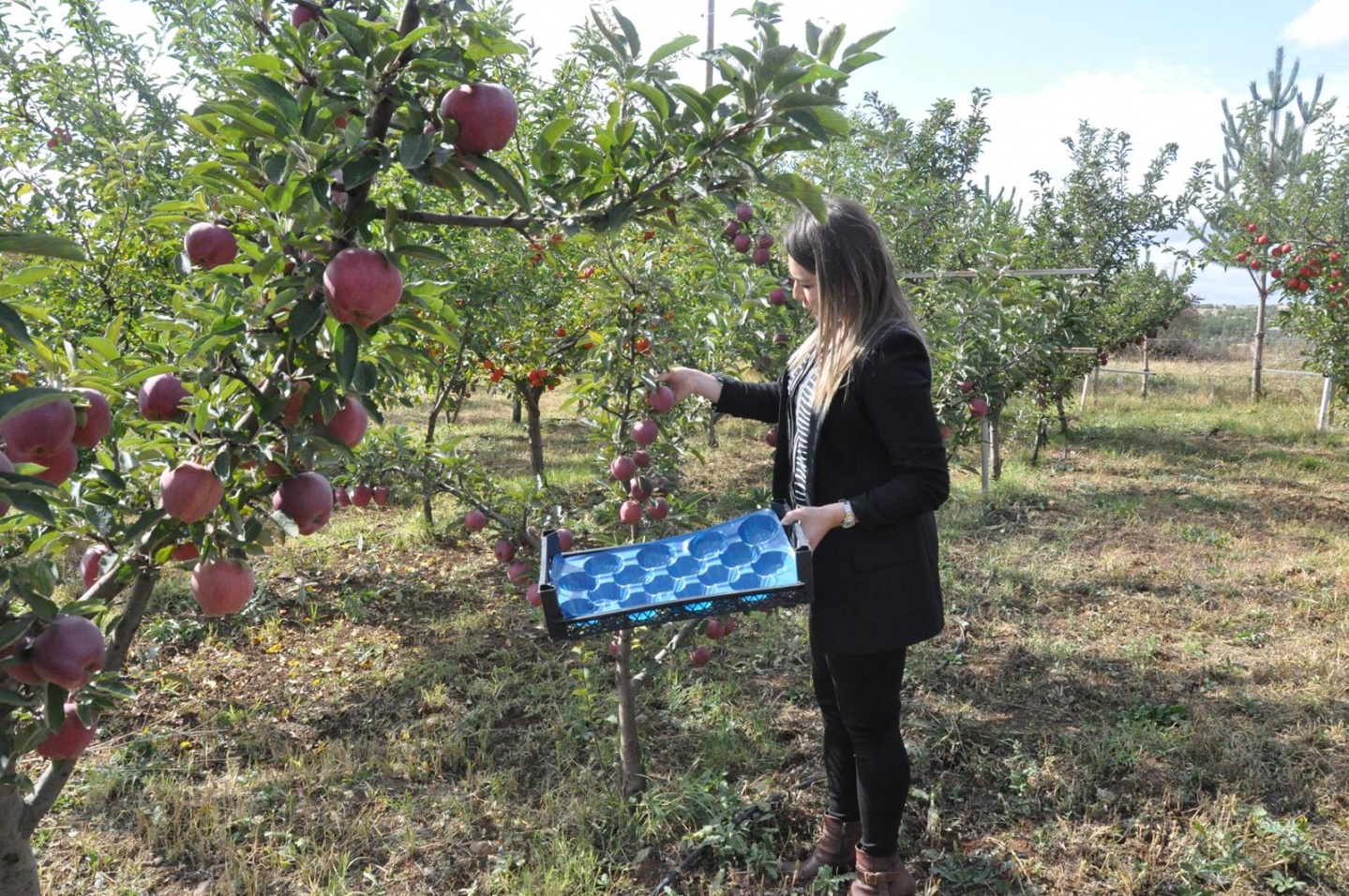 Gümüşhane’de Elma Hasadı Başladı 12