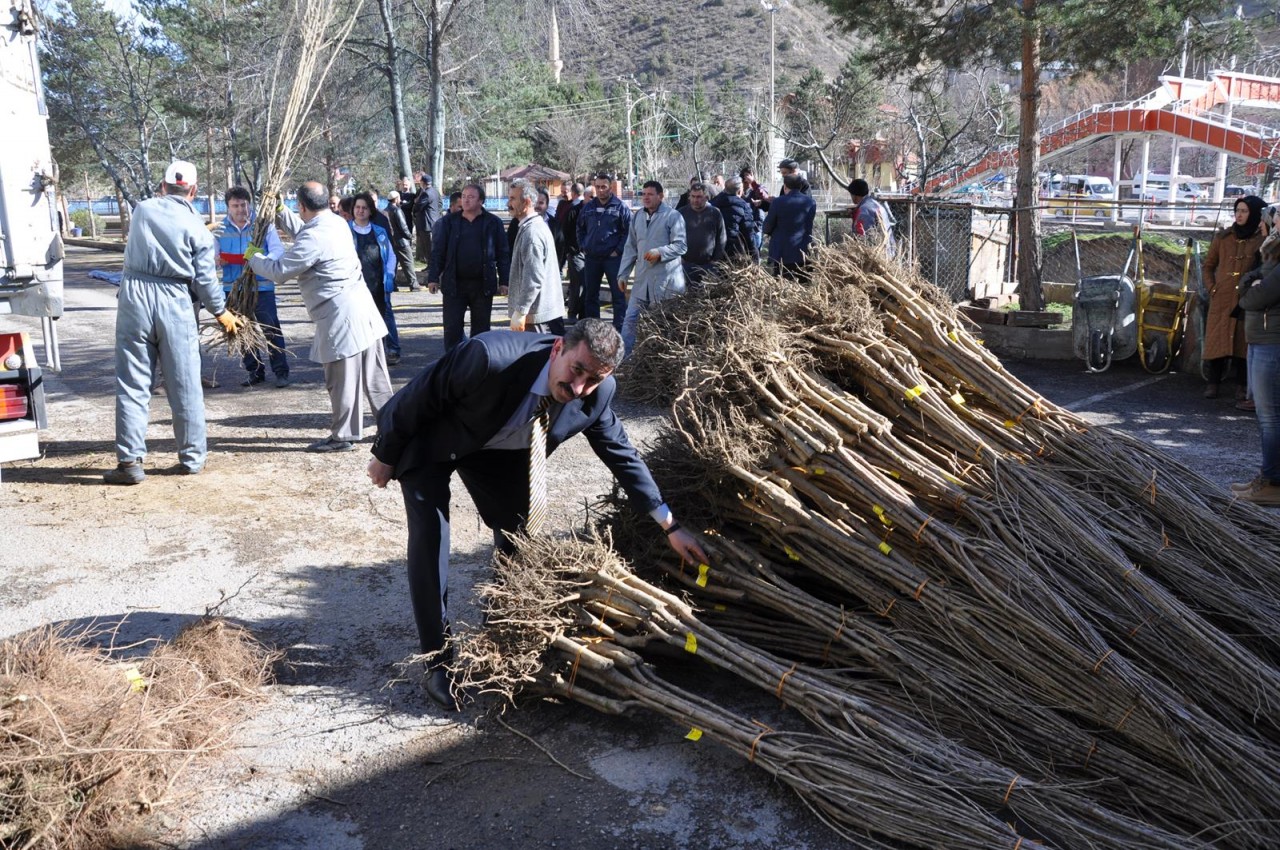 Gümüşhane'de Çiftçilere Meyve Fidanı Dağıtımı Yapıldı 1