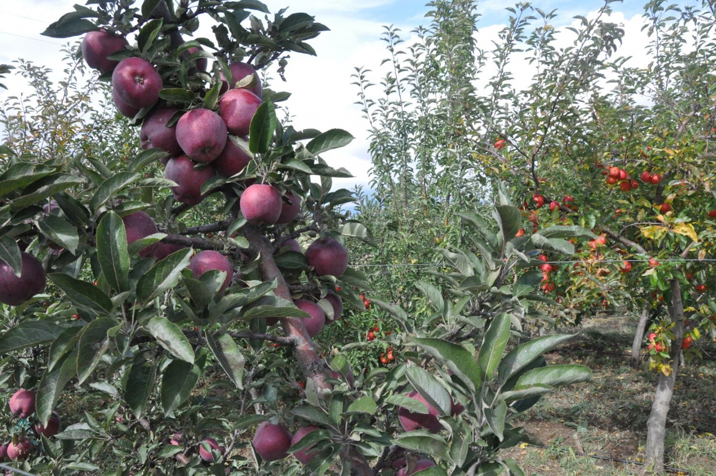 Gümüşhane’de Elma Hasadı Başladı 13