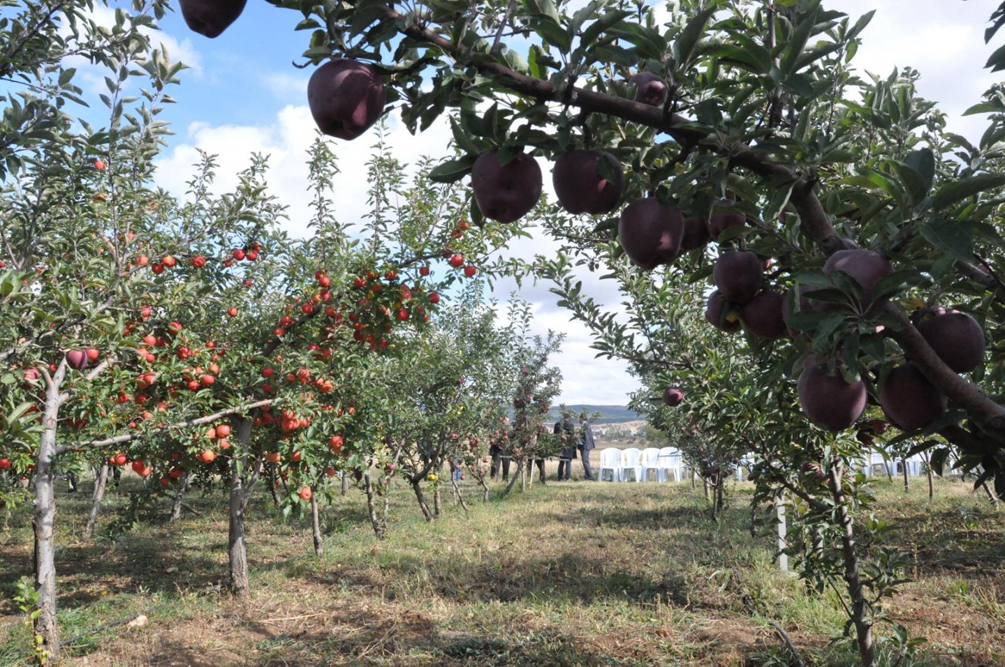 Gümüşhane’de Elma Hasadı Başladı 14
