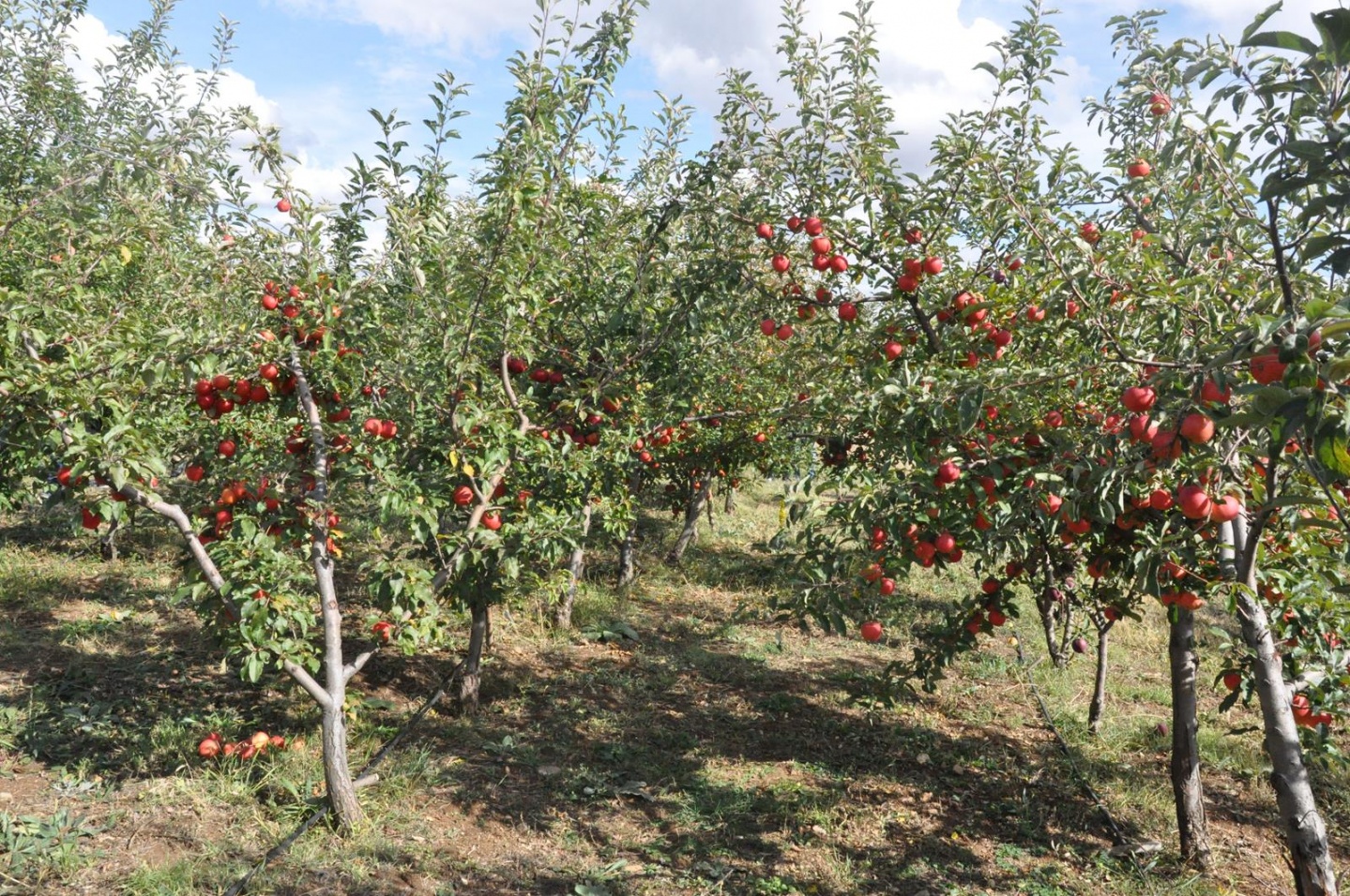 Gümüşhane’de Elma Hasadı Başladı 15