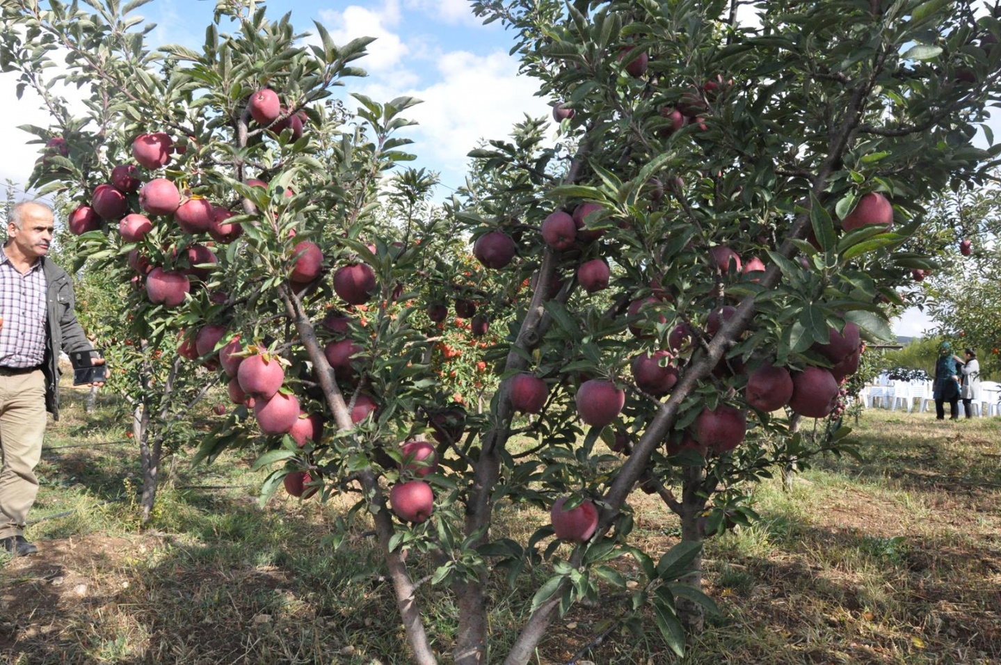 Gümüşhane’de Elma Hasadı Başladı 17