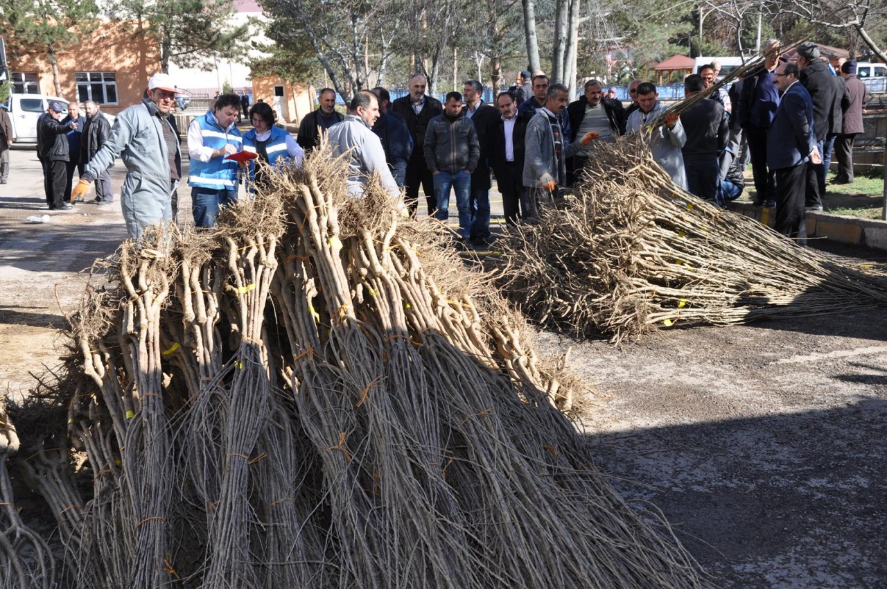 Gümüşhane'de Çiftçilere Meyve Fidanı Dağıtımı Yapıldı 2
