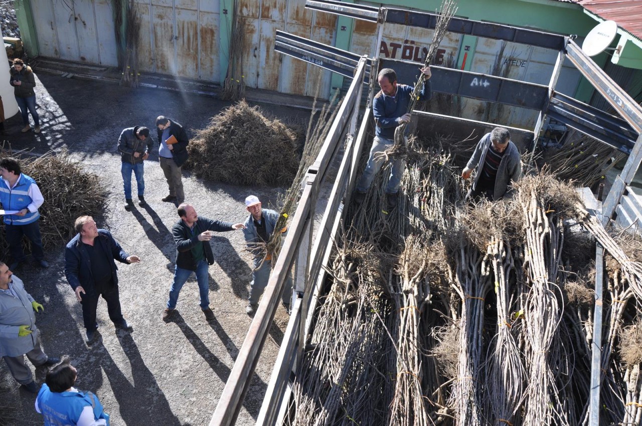 Gümüşhane'de Çiftçilere Meyve Fidanı Dağıtımı Yapıldı 3