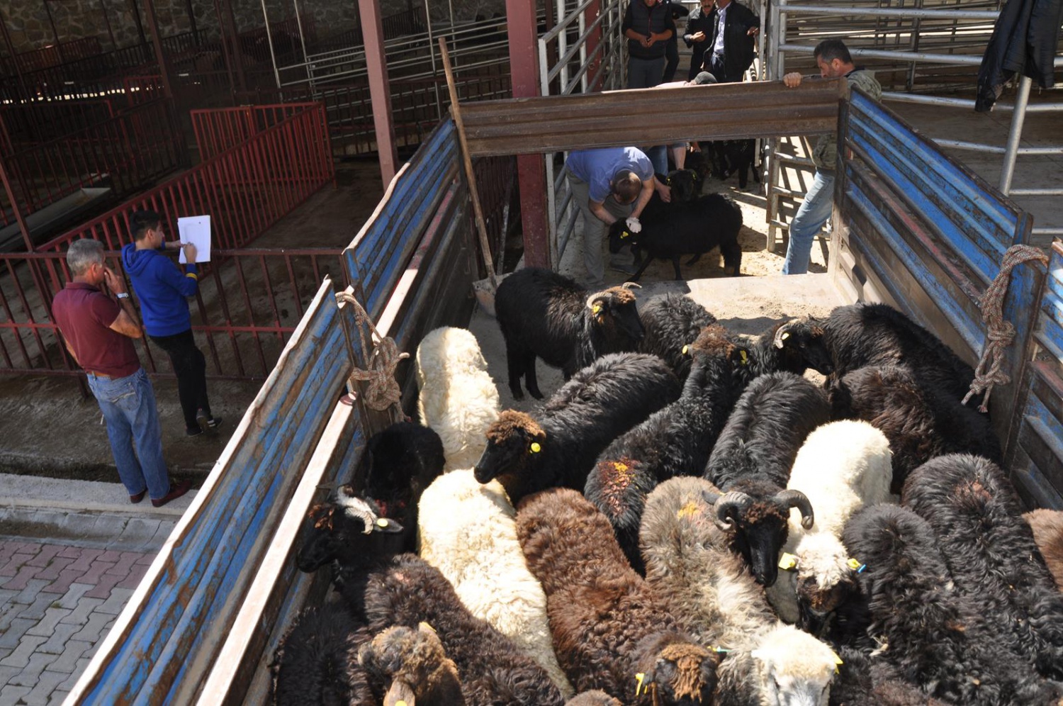 Gümüşhane’de genç çiftçilere küçükbaş hayvanları dağıtıldı 2