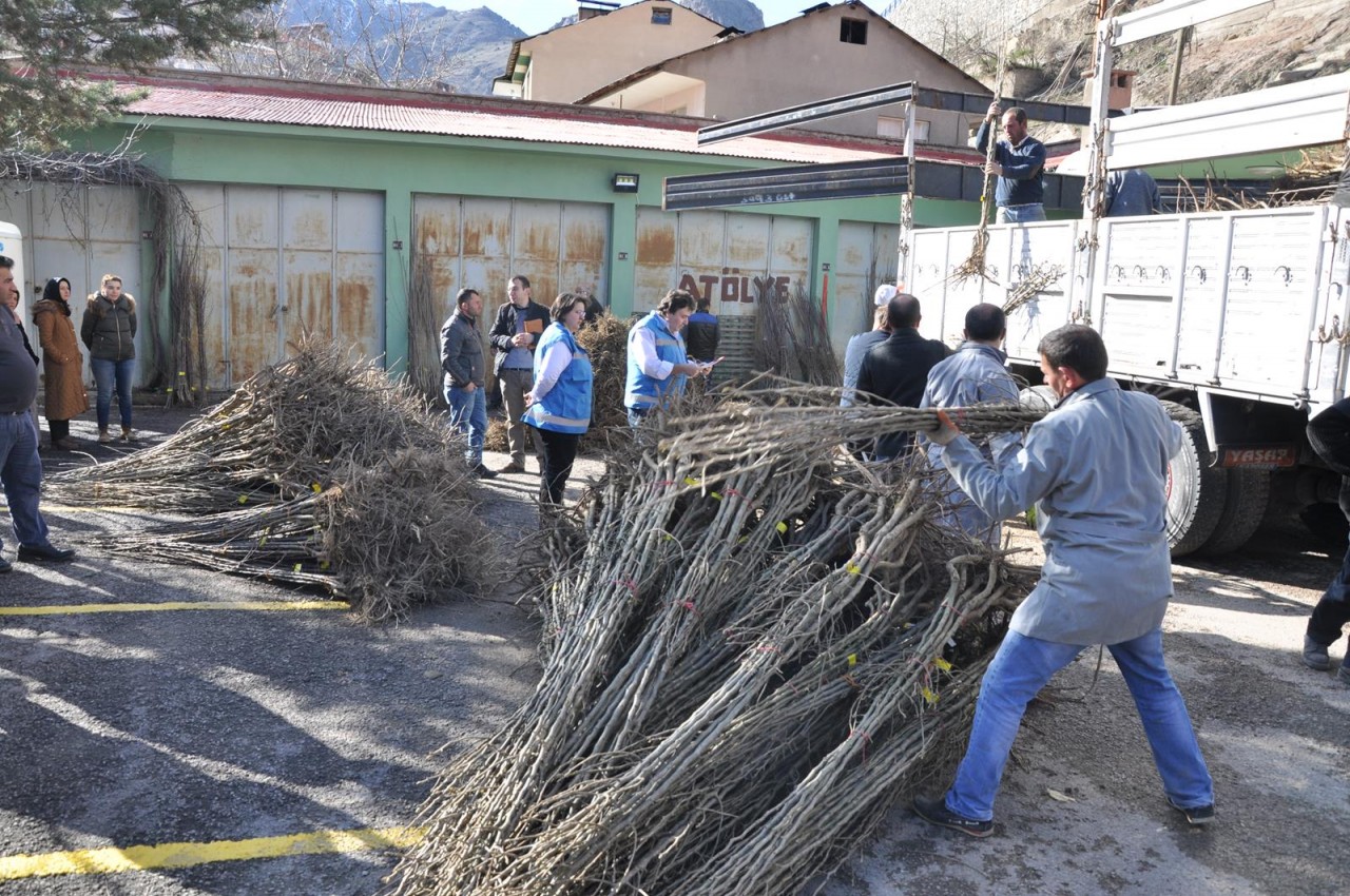 Gümüşhane'de Çiftçilere Meyve Fidanı Dağıtımı Yapıldı 5